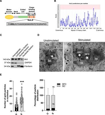 Myosin VI in the nucleolus of neurosecretory PC12 cells: its involvement in the maintenance of nucleolar structure and ribosome organization